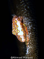Flamingo Tongue, Puerto Rico by Abimael Márquez 